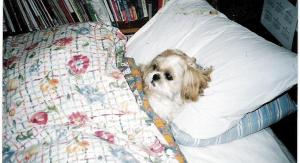 sleeping cookie